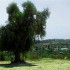 My Land