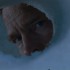 Whitewash